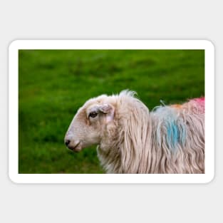 Sheep Sticker